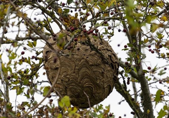 Secundair nest